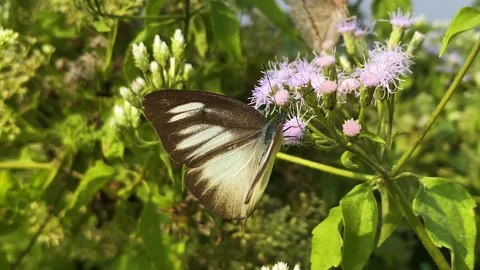 Bengal albatross butterfly or eastern striped albatross butterfly from Video stock 325974944