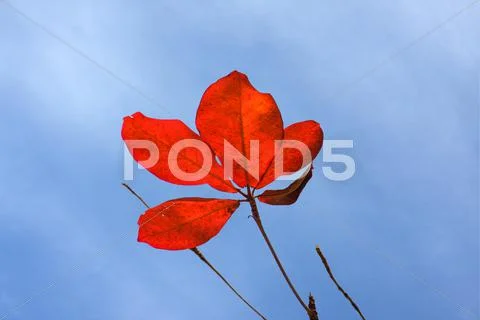 Bengal almond leaves Stock Photos
