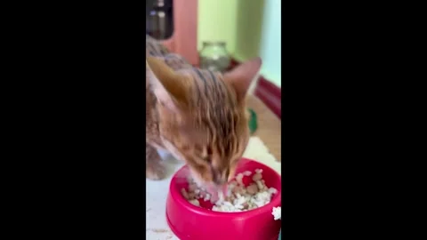 Bengal breed cat eats rice with meat, pet.Vertical 4k footage Stock Footage 292770893