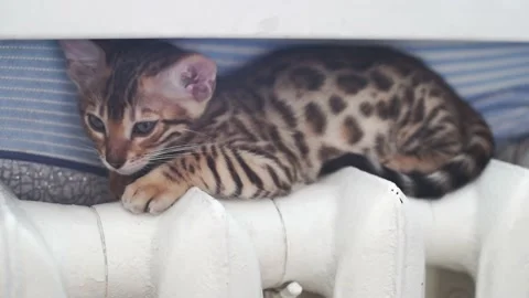 Bengal breed cat lies on a heating pipe. The cat is warming up in winter time in Stock Footage 228258458