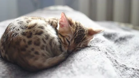 Bengal breed cat sleeping portrait on wooly cover,horizontal 4k footage Stock Footage 228258381
