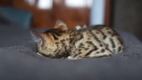 Bengal breed cat sleeping portrait,horizontal 4k footage Stock Footage 225945705