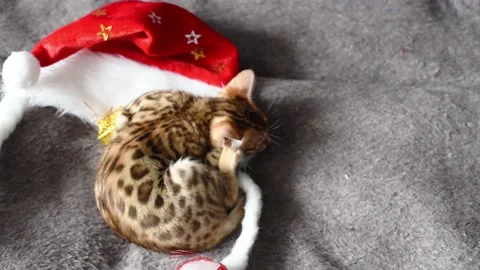 Bengal breed cat sleeping on red Santa Claus hat and wooly cover,horizontal 4k f Stock Footage 228258379