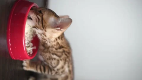Bengal breed kitten eating rice with meat, pet eating. Vertical 4k footage Stock Footage 228258448