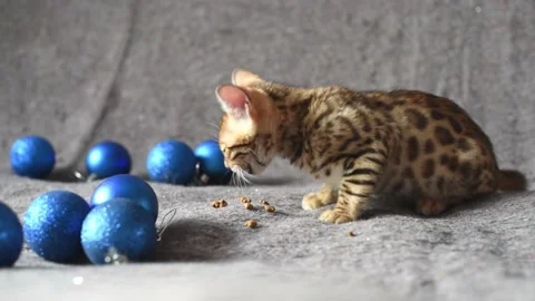 Bengal breed kitten eats and plays with Christmas ball , pet . Horizontal 4k foo Stock Footage 225945737