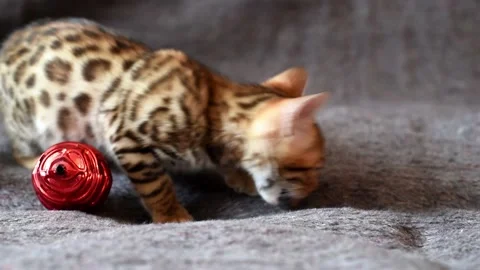 Bengal breed kitten eats and plays with Christmas ball , pet . Horizontal 4k foo Stock Footage 225945937