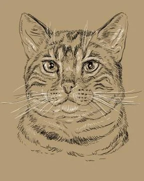 Bengal ?at on brown background Stock Illustration