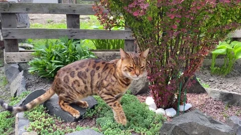 Bengal Cat 2 Stock Footage 276111898