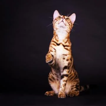 Bengal cat in action Stock Photos