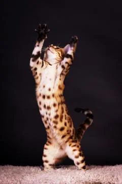 Bengal cat in action Stock Photos