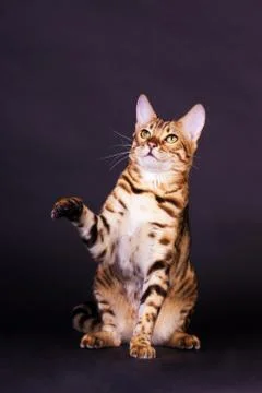 Bengal cat in action Stock Photos