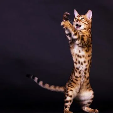 Bengal cat in action Stock Photos