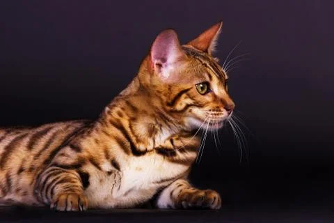 Bengal cat in action Foto stock