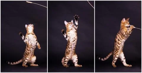 Bengal cat in action Foto stock