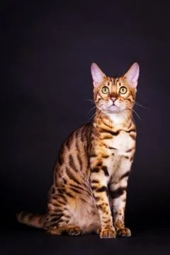Bengal cat in action Foto stock