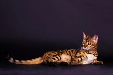 Bengal cat in action Foto stock