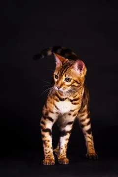 Bengal cat in action Stock Photos