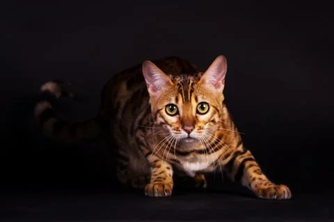 Bengal cat in action Foto stock