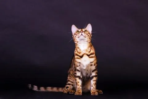Bengal cat in action Stock Photos
