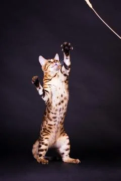Bengal cat in action Foto stock