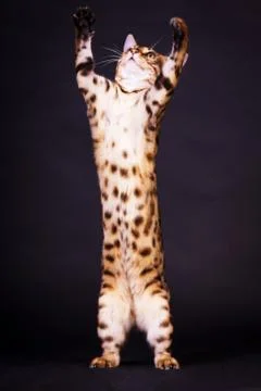 Bengal cat in action Foto stock