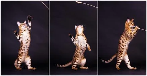 Bengal cat in action Foto stock
