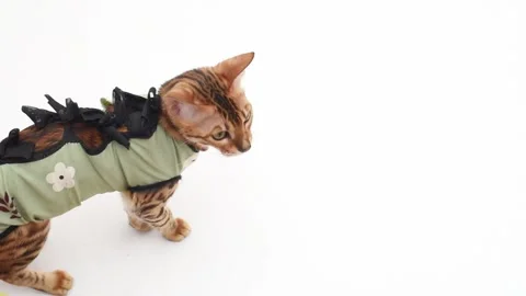 Bengal cat after steralization in postoperative bandage. Feline kitten after Stock Footage 240136564