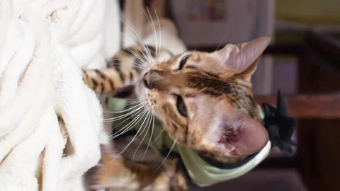 Bengal cat after steralization in postoperative bandage. Feline kitten after Stock Footage 240489744