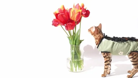 Bengal cat after sterilization in postoperative bandage . Feline kitten Stock Footage 241585887