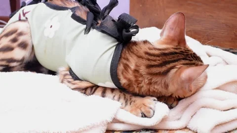 Bengal cat after sterilization in postoperative bandage. Feline kitten Stock Footage 241585934