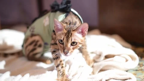 Bengal cat after sterilization in postoperative bandage. Feline kitten after ope Stock Footage 241806430