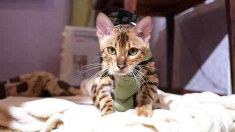 Bengal cat after sterilization in postoperative bandage. Feline kitten after ope Stock Footage 241806431