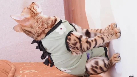 Bengal cat after sterilization in postoperative bandage. Feline kitten after Stock Footage 242491427