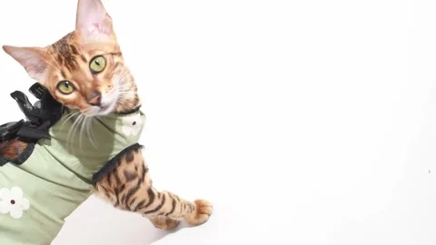 Bengal cat after sterilization in postoperative bandage. Feline kitten after Stock Footage 242491700