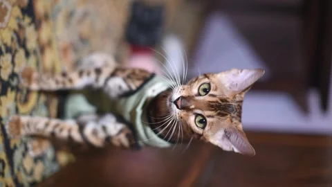 Bengal cat after sterilization in postoperative bandage. Feline kitten Stock Footage 245543163