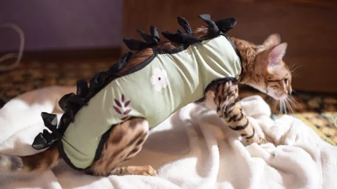 Bengal cat after sterilization in postoperative bandage. Feline kitten Stock Footage 245543178