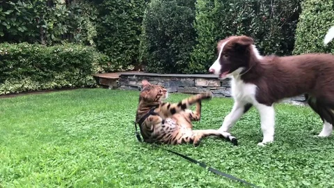 Bengal Cat and Border Collie. Cat and dog Stock Footage