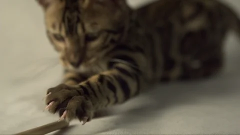 Bengal cat attacking stick with his claw / nails in slow motion Stock Footage