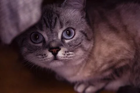 Bengal cat. Beautiful cat. Stock Photos