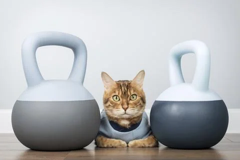 Bengal cat between two soft weights in a minimalistic room interior. Ideal for Stock Photos