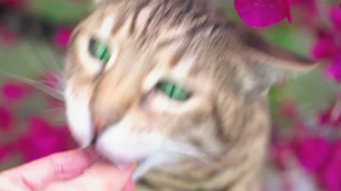 Bengal cat biting a woman's hand, close-up Видео 154476935