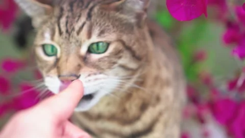 Bengal cat biting a woman's hand, close-up Stock Footage 154477076