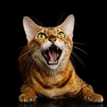 Bengal Cat on Black Background Stock Photos
