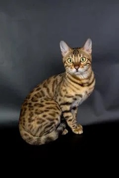Bengal cat on a black background in the studio, isolated, bright spotted cat Stock-Fotos