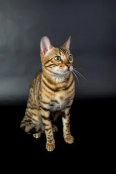 Bengal cat on a black background in the studio, isolated, bright spotted cat Stock Photos
