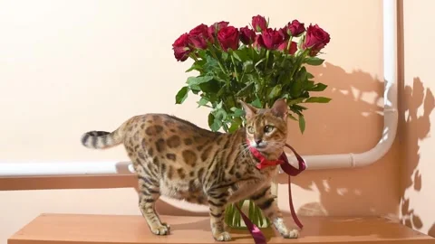 Bengal cat with bow tie on its neck walks by the vase with red roses, horizontal Stock Footage 341333894