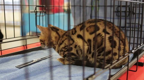 Bengal cat in a cage Stock Footage 47804119