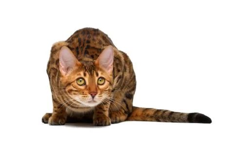 Bengal cat  crouched Stock Photos