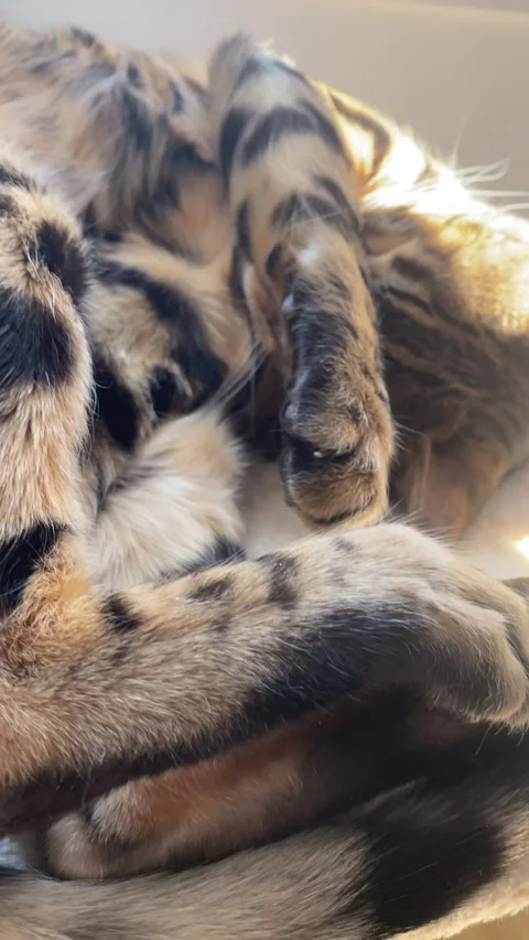 Bengal cat curls up and sleeps on a carpeted cat tree platform Vídeos de archivo 343567657
