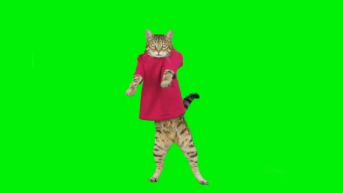 Bengal cat dancing on green screen isolated with chroma key Stock Footage 250564290